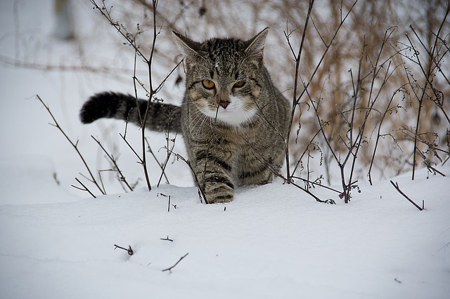 kočka ve sněhu